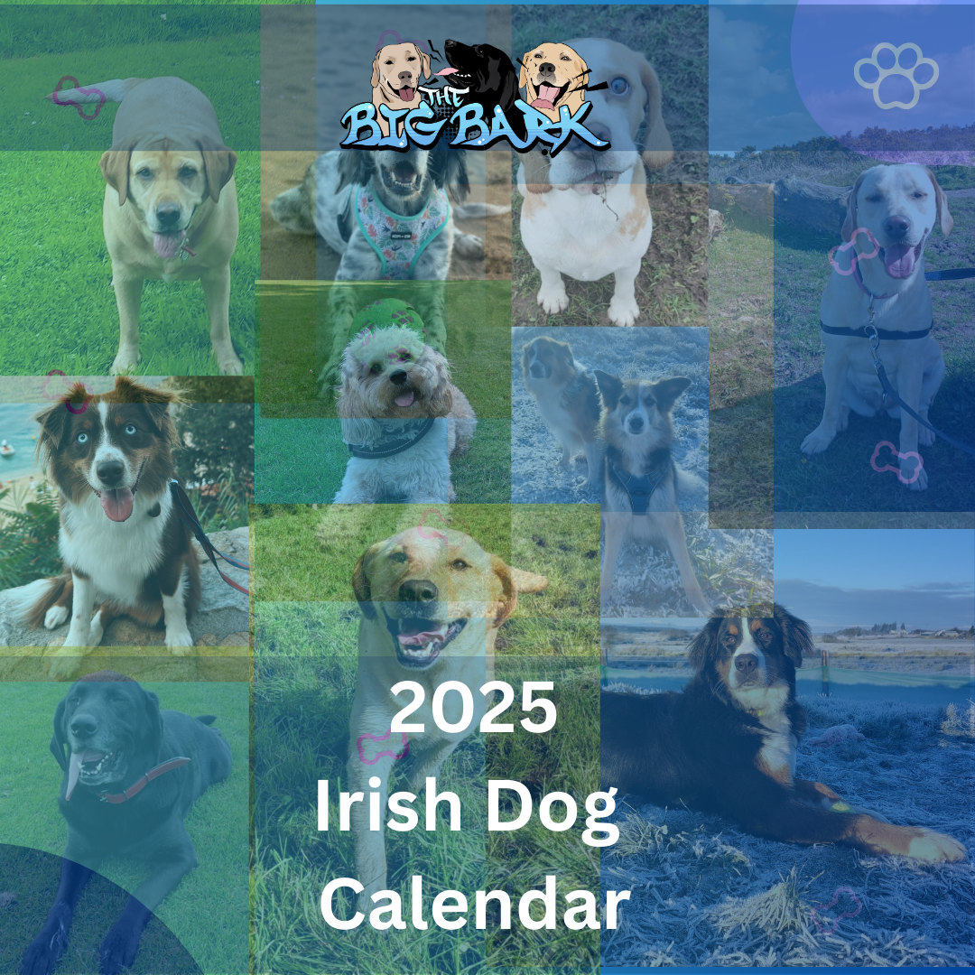 The Irish Dog Calendar 2025 by The Big Bark podcast