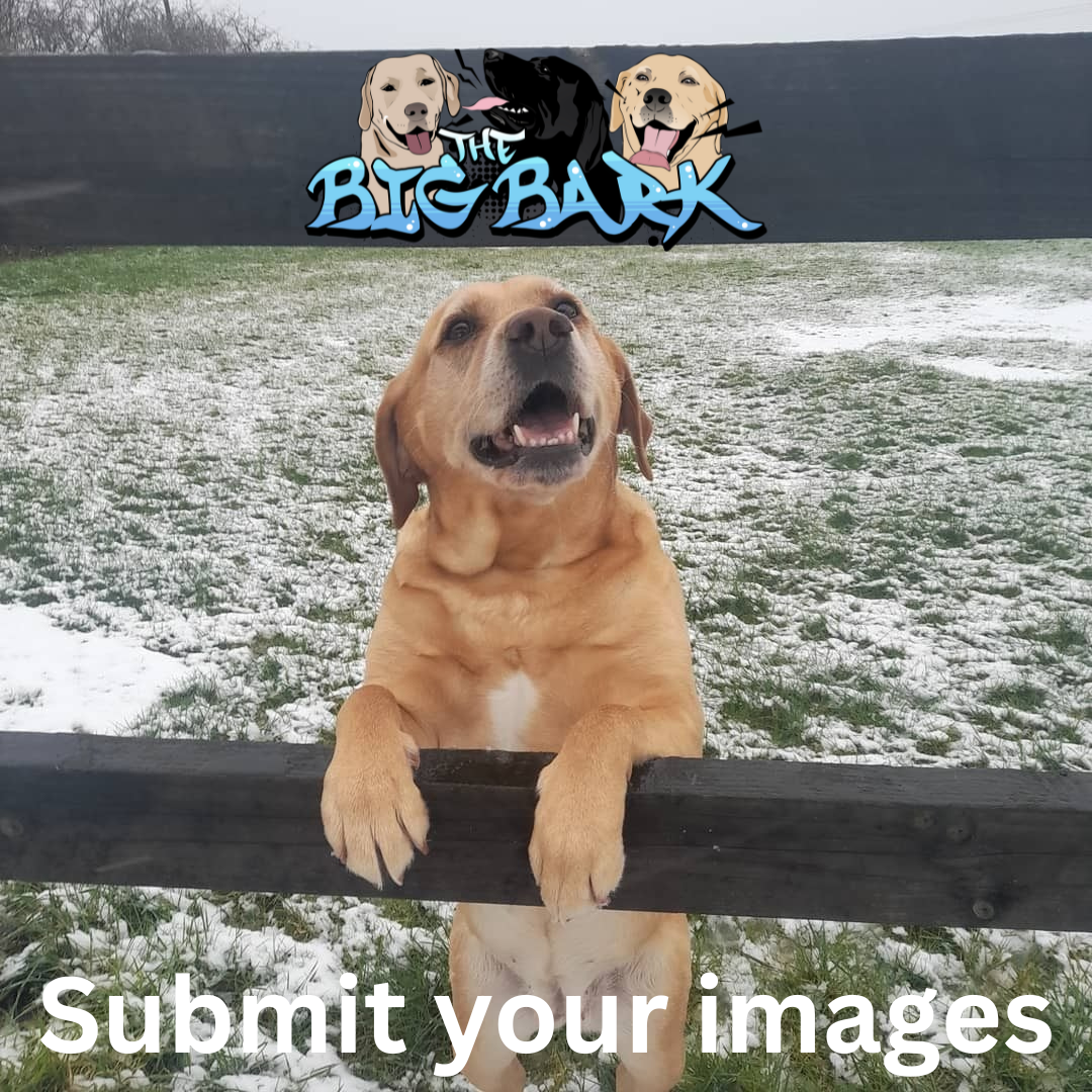 Submit images for The Irish Dog Calendar 2025 by The Big Bark podcast